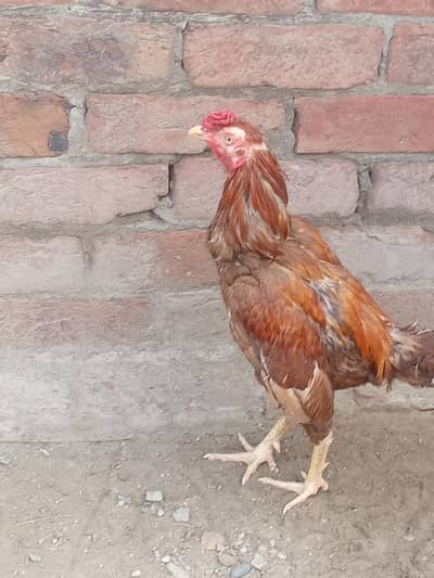 ASEEL MURGA