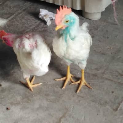 leghorn males