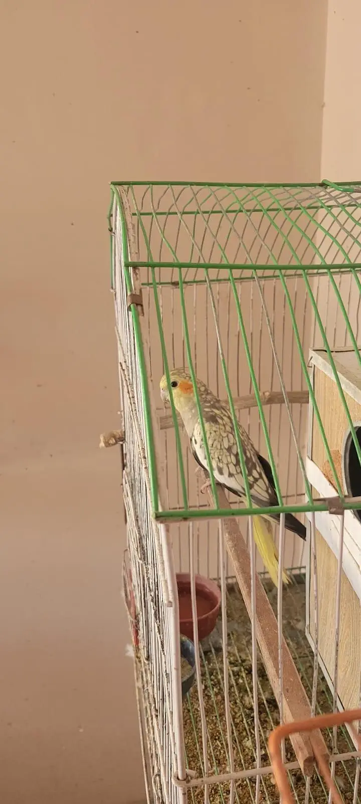 healthy n active breeder females