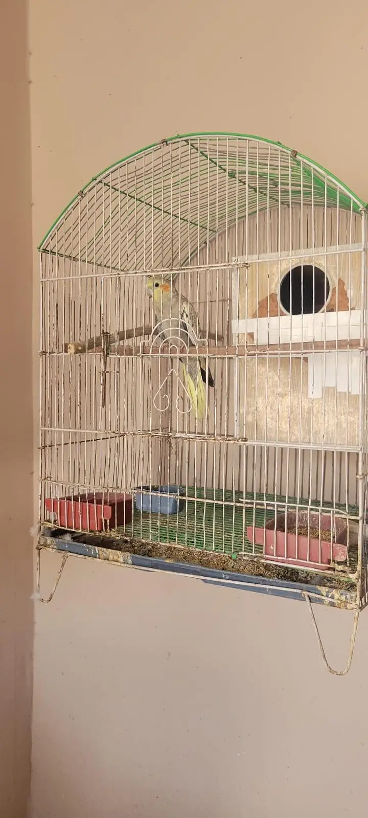 healthy n active breeder females — photo 2