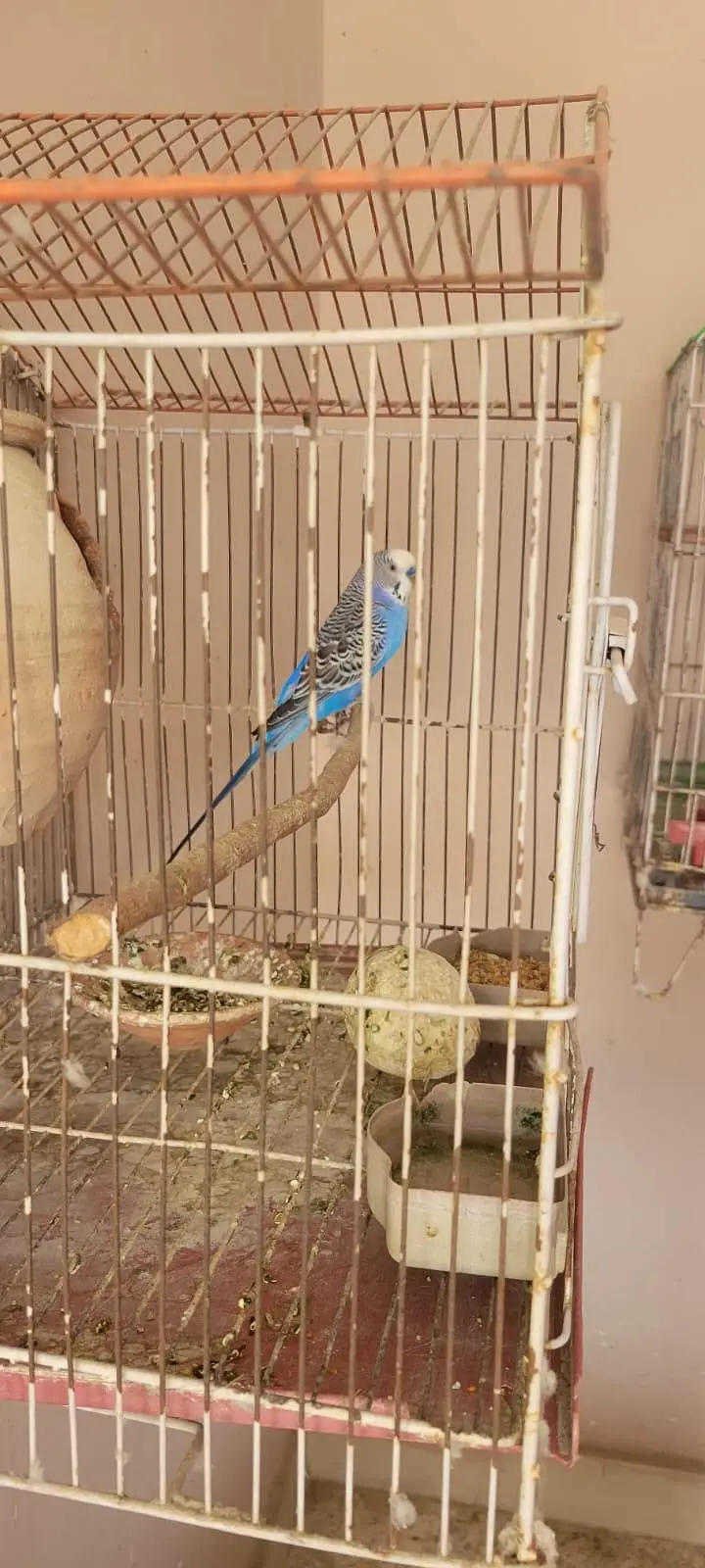 healthy n active breeder females — photo 3