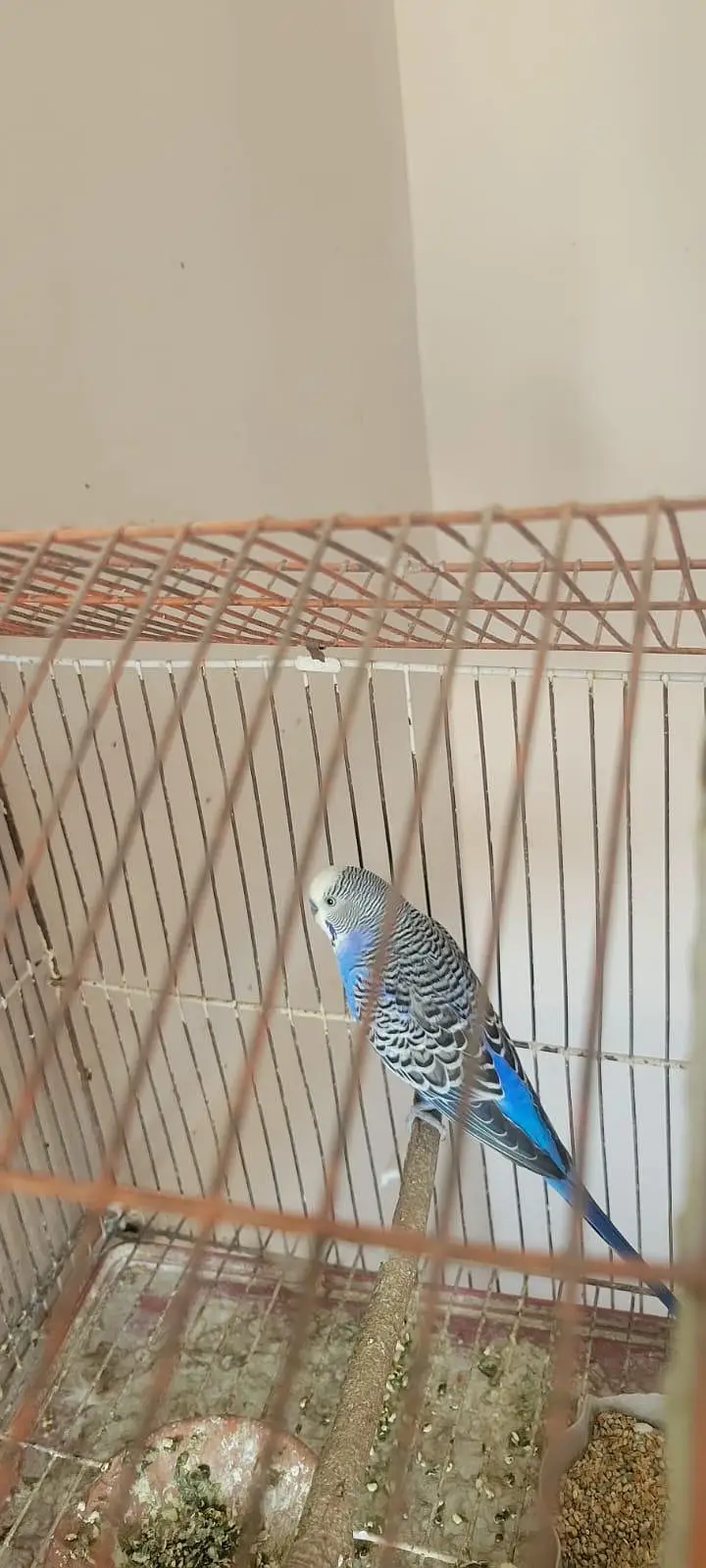 healthy n active breeder females — photo 4