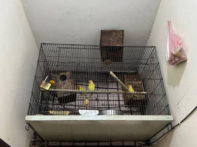 Love Birds & Cage For Sale