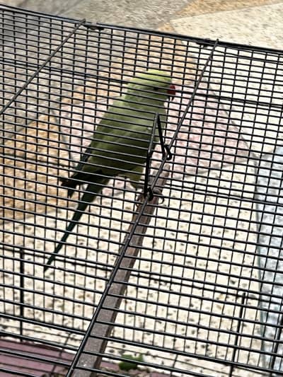 Female parrot