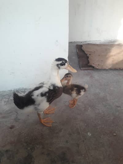 ducks for seal