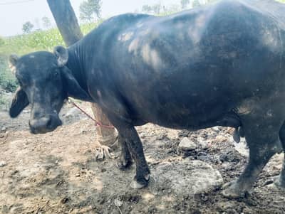 buffalo for sale