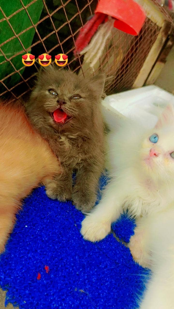 kitten 2