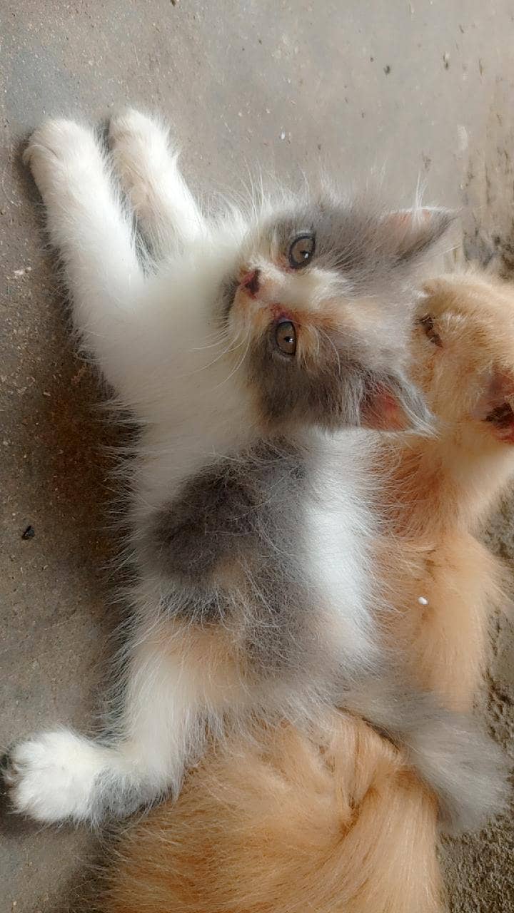 kitten 3