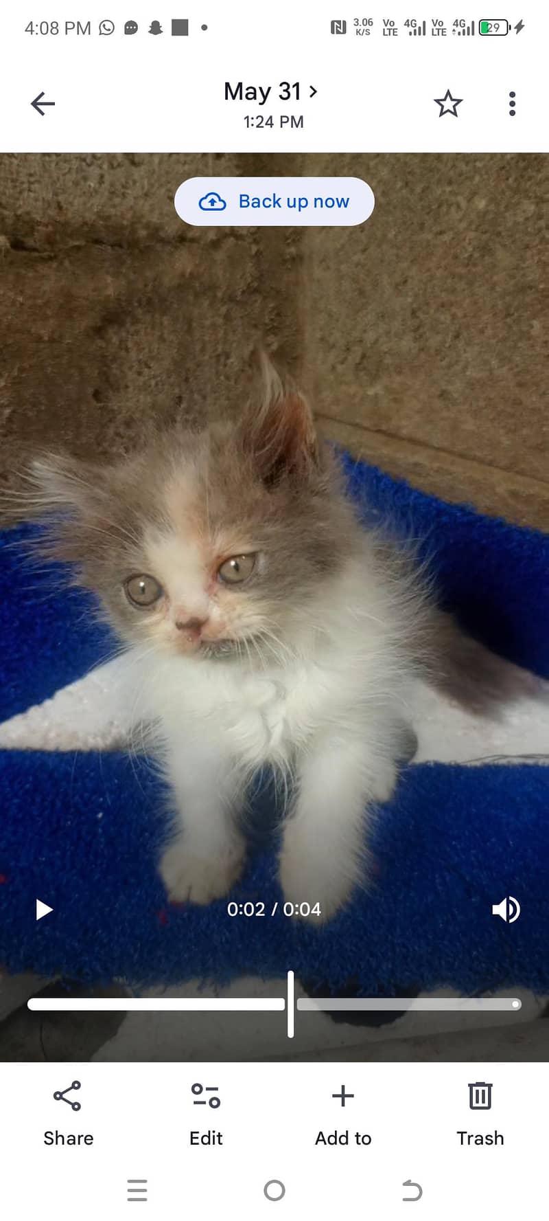 kitten 5