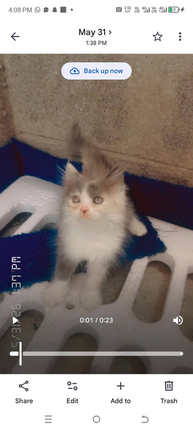 kitten 6