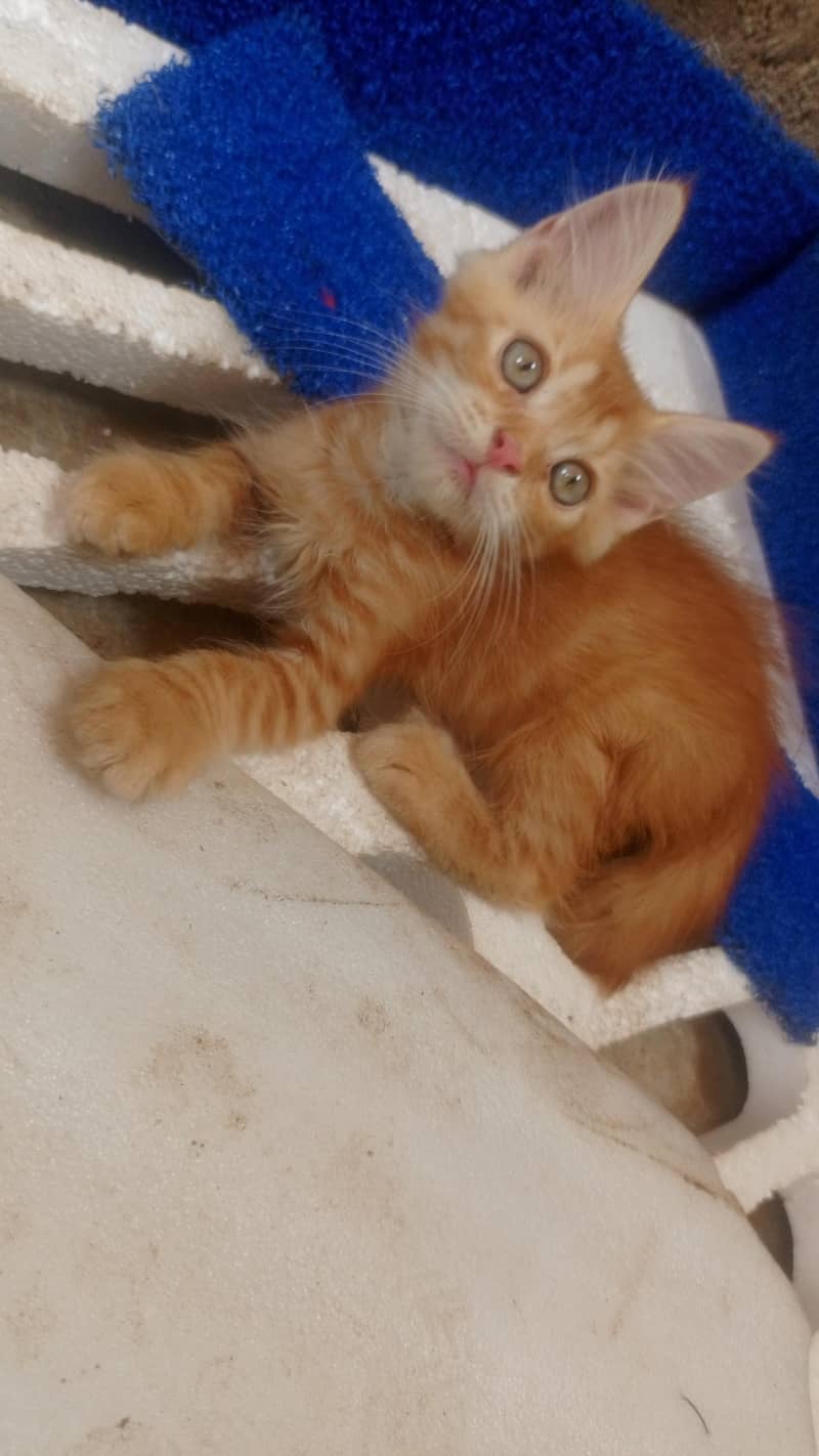 kitten 7