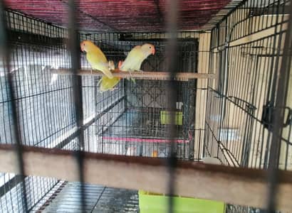 Pair & Chicks For Rehoming