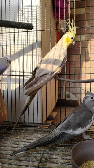 cocktail female for sale