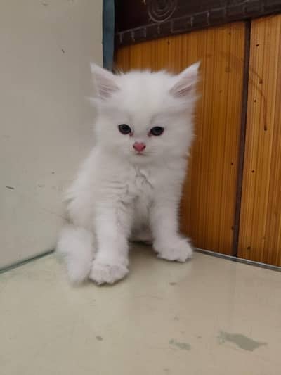 white Persian kitten