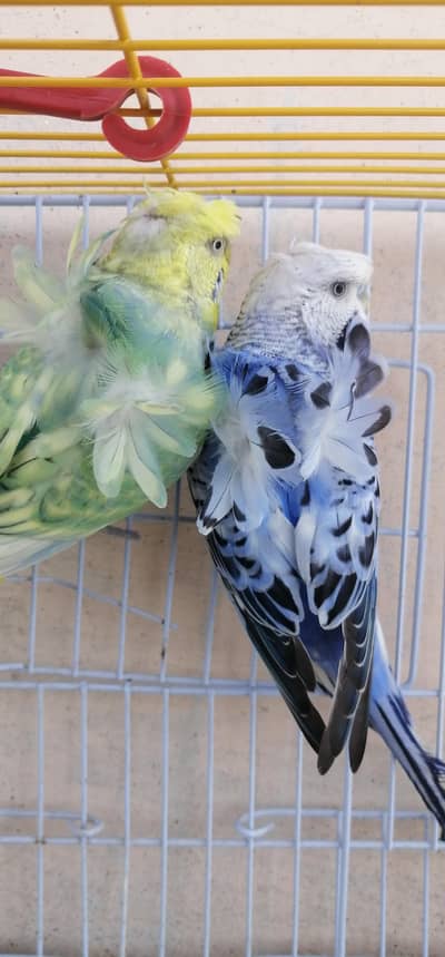 hogoromo black wing breeder pairs