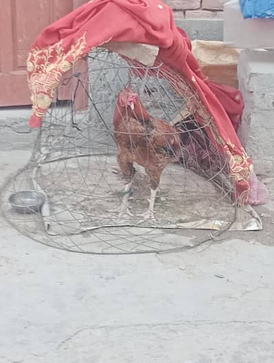 hasel murga