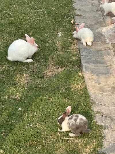 Rabbits