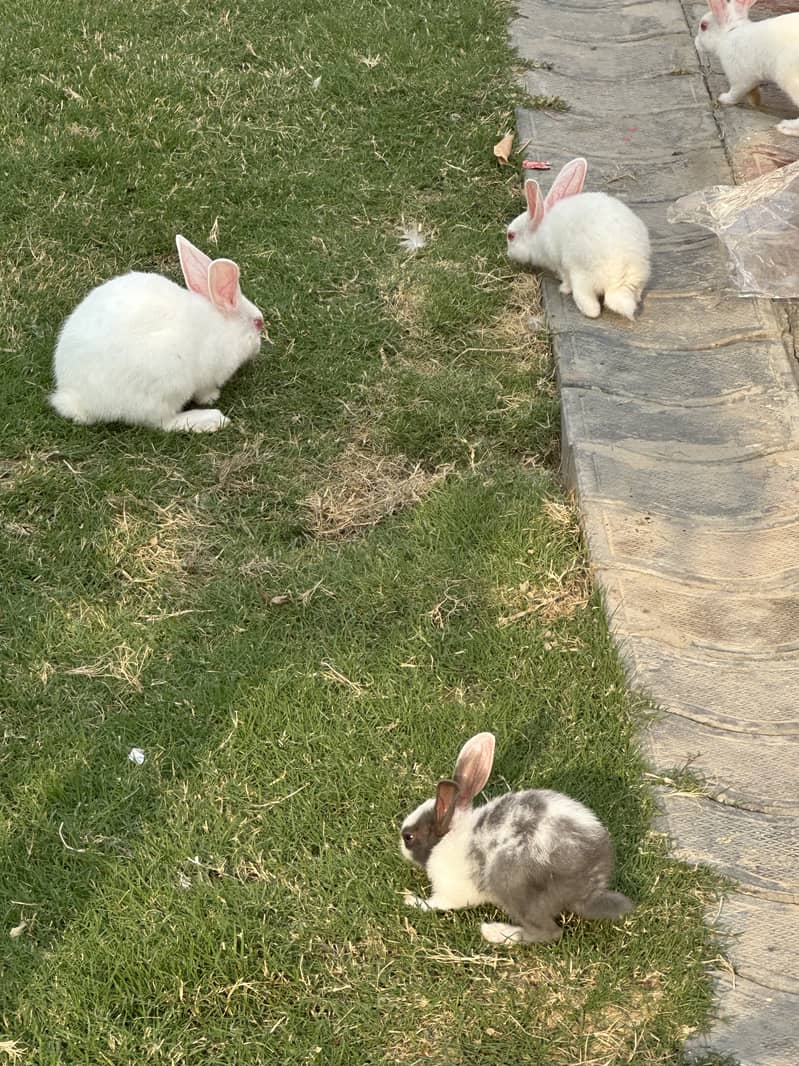 Rabbits 0