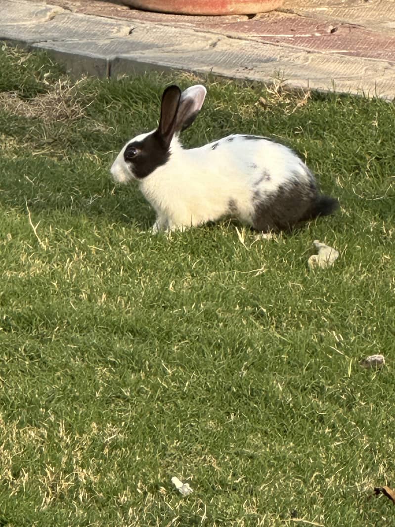 Rabbits 1
