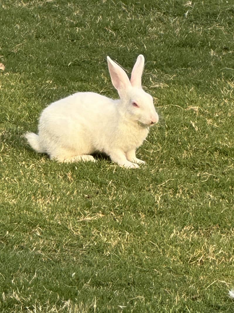 Rabbits 2