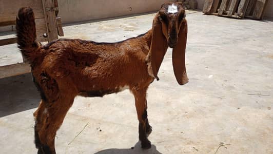 nagara bakri