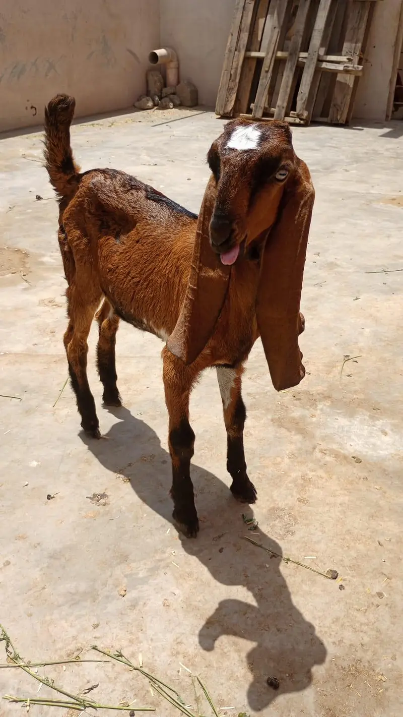 nagara bakri — photo 2