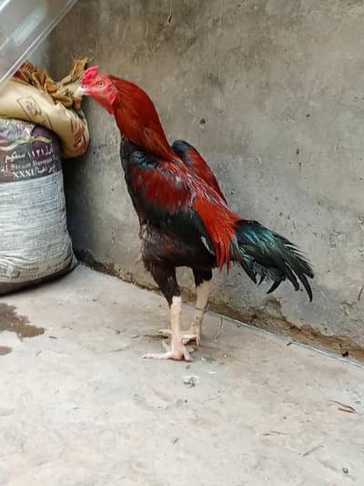 whatsap 03324737628