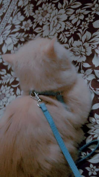 Simba
