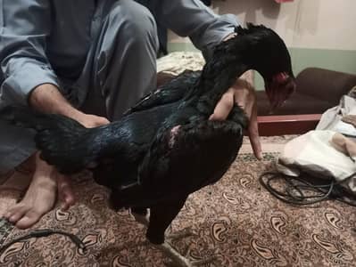 imported pakoey hen