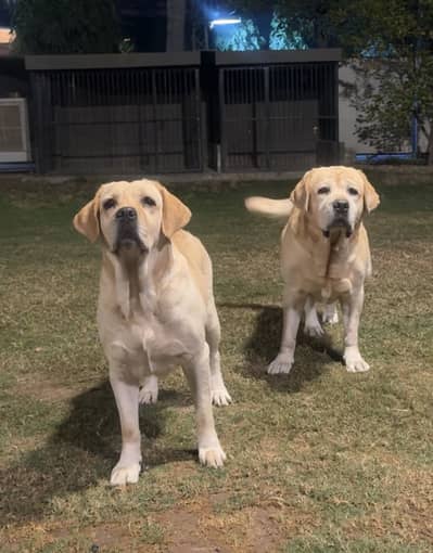 Imported Female Labrador