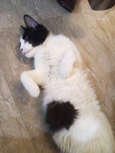 persian female cat