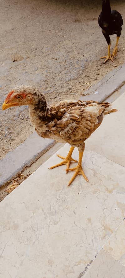 aseel chicks
