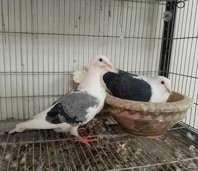 Saddle Homer Breeder Pair o313 46o3o40