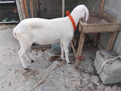 Dumba for sale