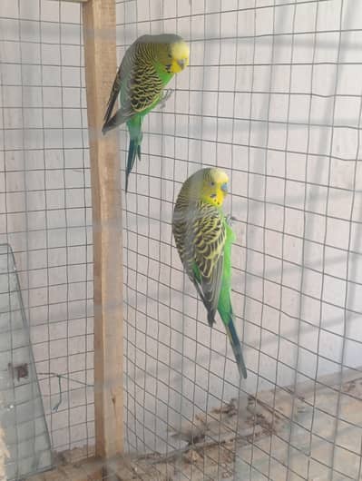 Australian Parrot Pair