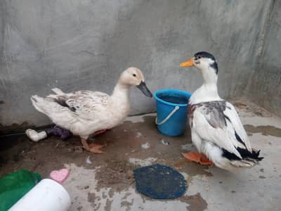 Duck pair. Friendly pair.