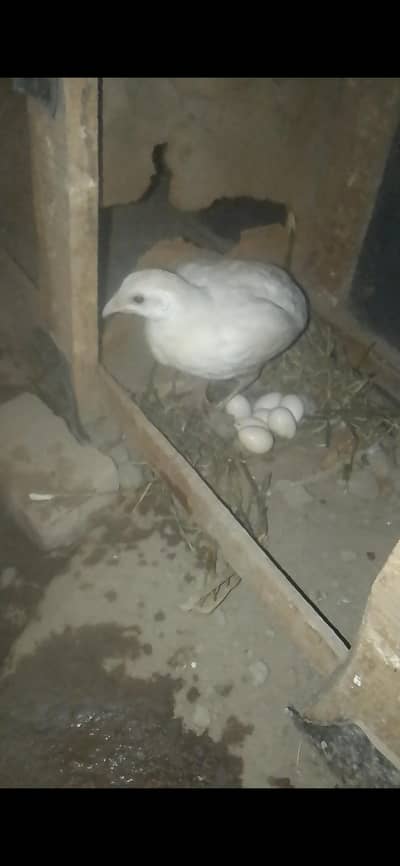 Irani Mel Resham white female
