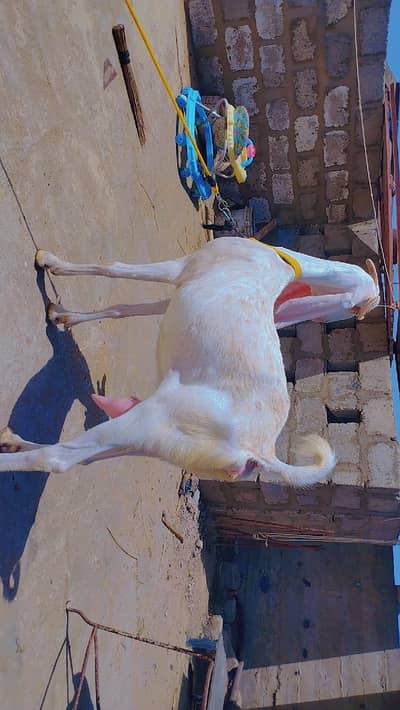 Gulabi bakri for sale