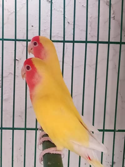 common Latino pair