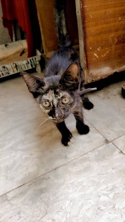 chocho Cat