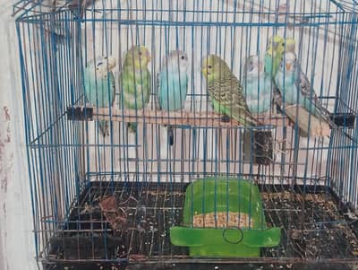 Australian 1 breeder pair 6 budgie bacha second