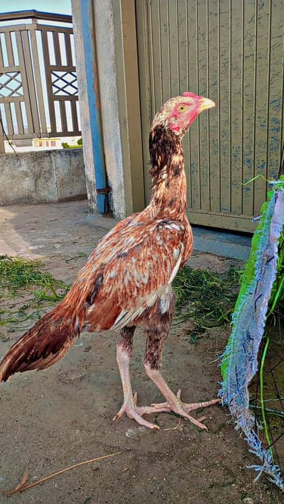 aseel chiks