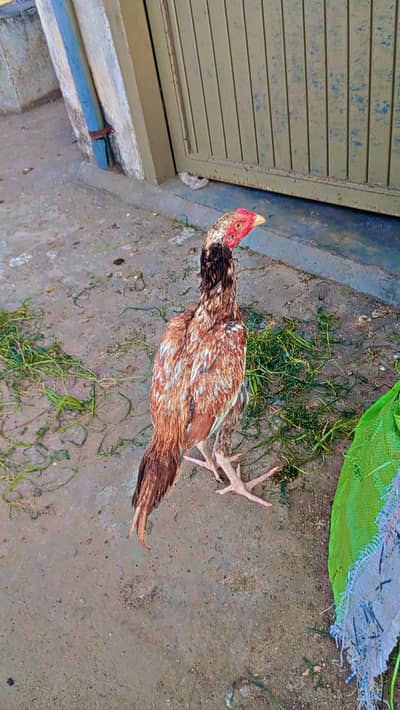 aseel chiks
