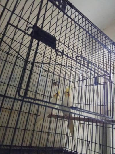 want to sold parrots.