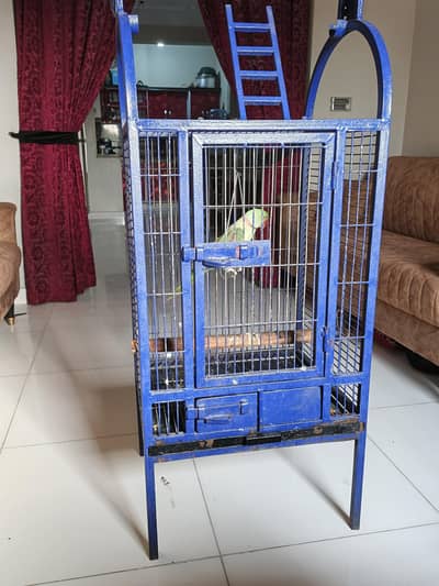 raw parrot with cage