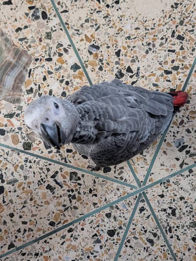 African Grey Parrot Chicks