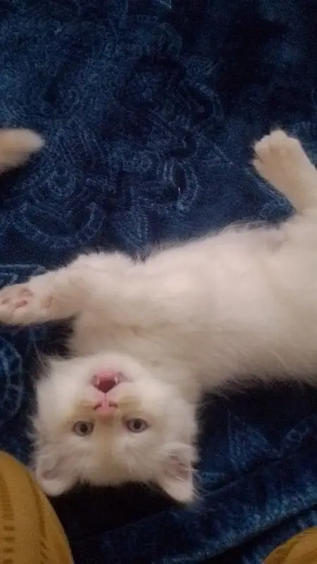 kittens