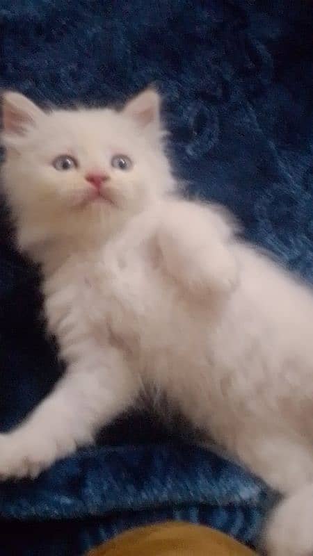 kittens 2