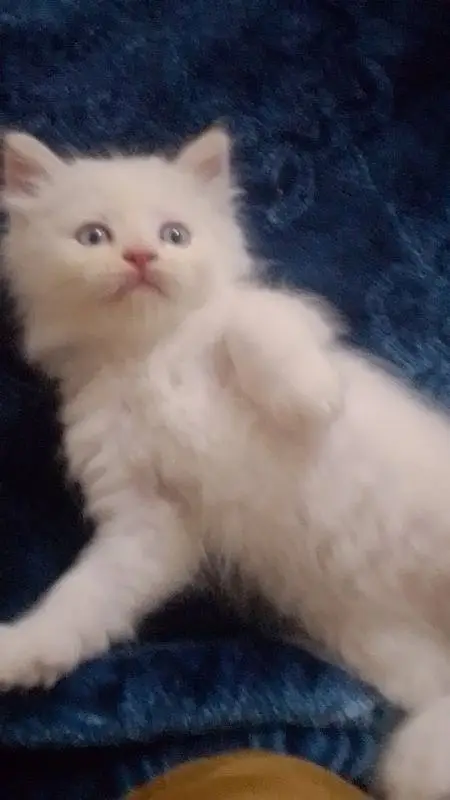kittens — photo 3