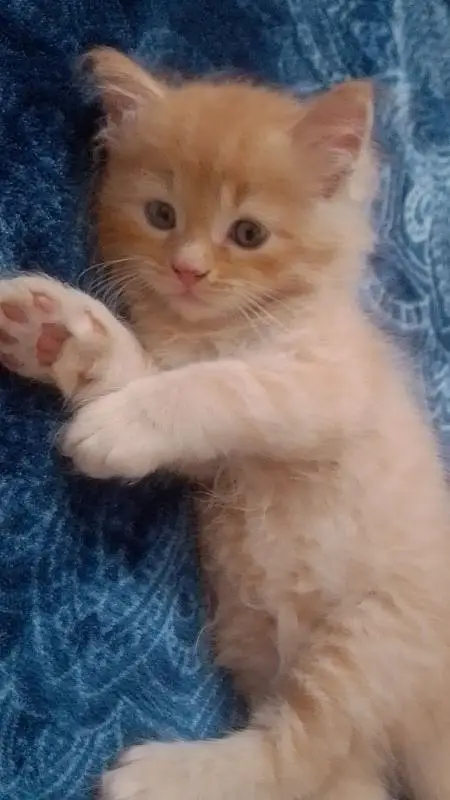 kittens — photo 4